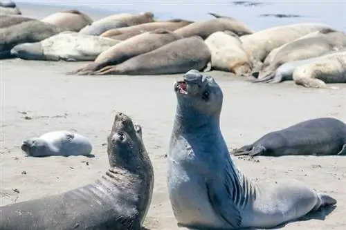 Морские слоны - звезды государственного пляжа Сан-Симеон, напротив замка Херст.