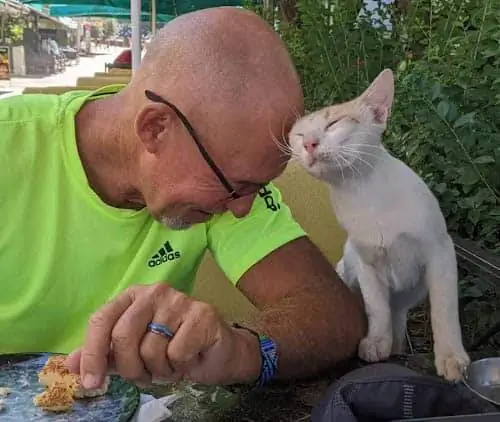 Дружелюбный турецкий котенок