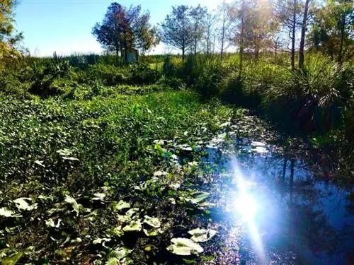 Земля парка отдыха Sawgrass во Флориде Эверглейдс.
