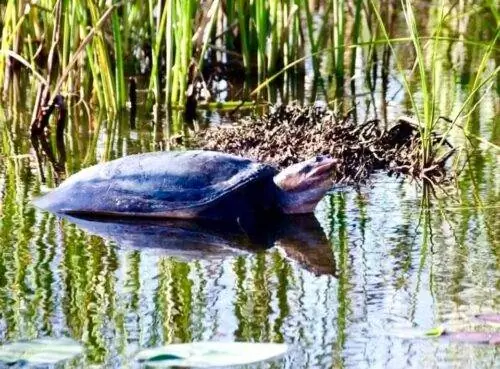Черепаха замечена во время нашей прогулки на воздушной лодке в Эверглейдс. Здесь обитают пять видов черепах: атлантический логгерхед, атлантический бисс, флоридская коробчатая черепаха, флоридская краснобрюхая кутерь.