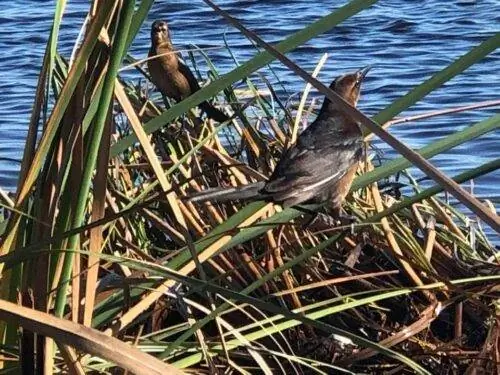 В национальном парке Эверглейдс было замечено более 360 различных видов птиц.