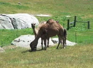 Верблюды пасутся на пастбищах Oasis Camel Dairy недалеко от Джулиана.