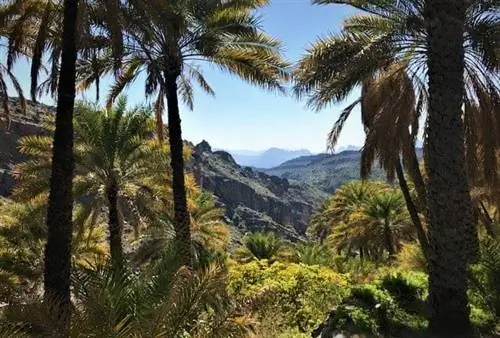 изменение цвета деревьев в январе в Misfat Al Abriyeen