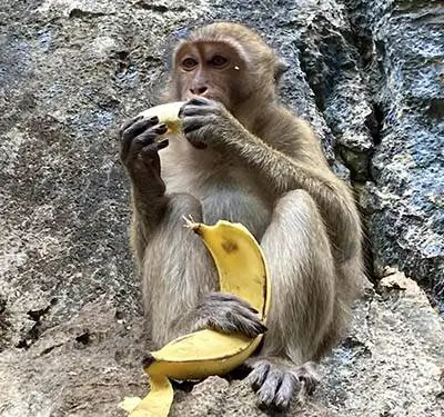 Обезьяны среди скал храма Ват Суван Куха - фото Норин Компаник-j.webp