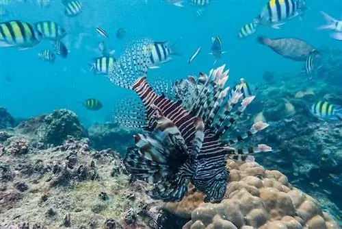 Снорклинг в кристально чистых водах залива Ло Самах - фото Майкла Компаника-j.webp