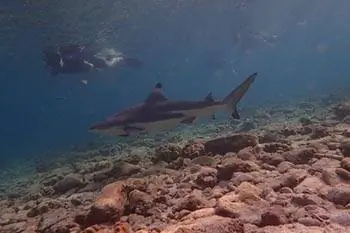 Плавание с акулами на Юкатане, Мексика