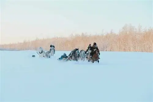 Сибирские всадники