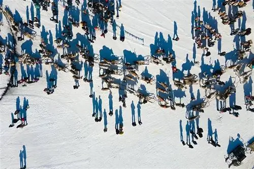 северный олень