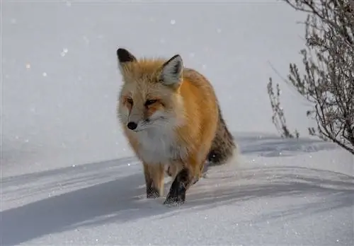 Эта рыжая лисица стояла неподвижно несколько минут, терпеливо ожидая, пока я сделаю несколько снимков. Я поблагодарил ее!