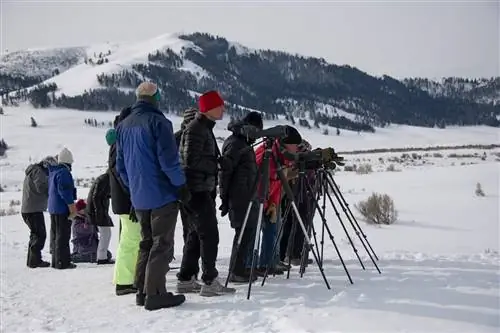 У преданных наблюдателей за волками есть подзорные трубы, и они очень хорошо позволяют другим, кто останавливается, взглянуть.