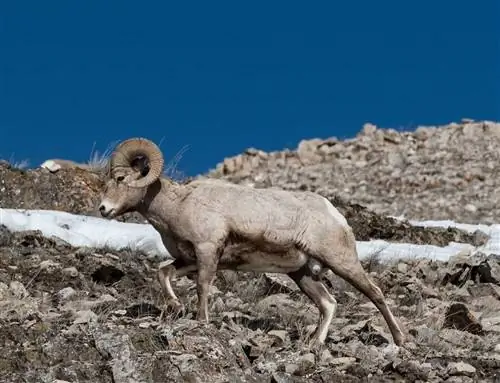 Исследуя Йеллоустоун, ищите снежных баранов на скалистых склонах холмов.