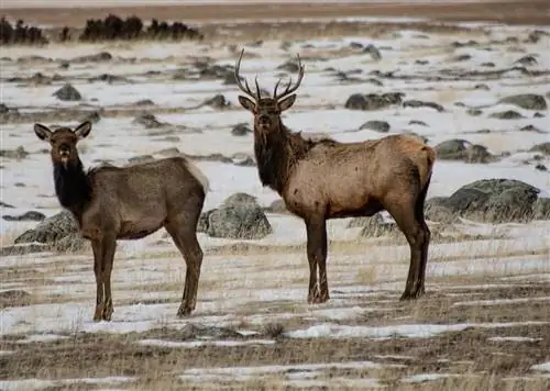 Лоси - один из 67 видов млекопитающих, обитающих в Йеллоустонском национальном парке.