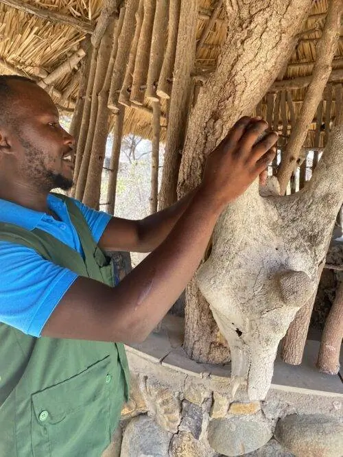 У самцов жирафов три косточки, как видно на выставке у входа в неофициальный центр для посетителей.