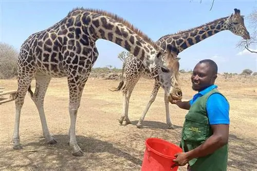 Момбаса, Кения: Crocs, Snakes и Empowered Artists