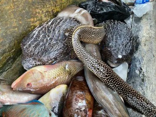 Гигантская рыба фугу находится среди улова на дне лодки, наряду с рыбой бонито, скумбрией и угрями.