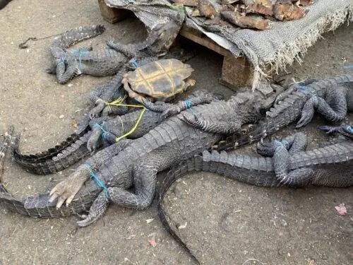 Лесные крысы, обезьяны, дикие кошки и панголины являются одними из самых ценных видов мяса, которые можно есть в праздничный сезон.