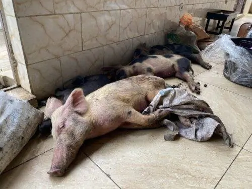 Продажа живых свиней в преддверии рождественских каникул начинается от 60 долларов США.