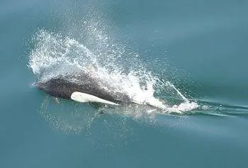 Морская свинья в игре