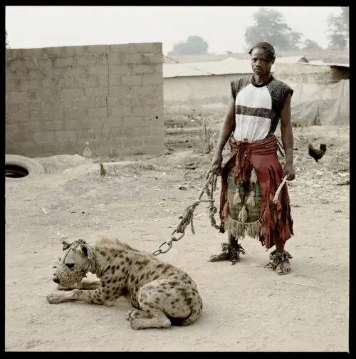 Наводящий на размышления образ полуодомашненной гиены, сделанный фотожурналистом Питером Хьюго. в Кейптауне