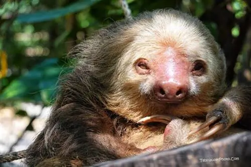 Коста-риканский двухпалый ленивец