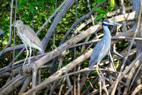 Тамариндо Коста-Рика Птицы