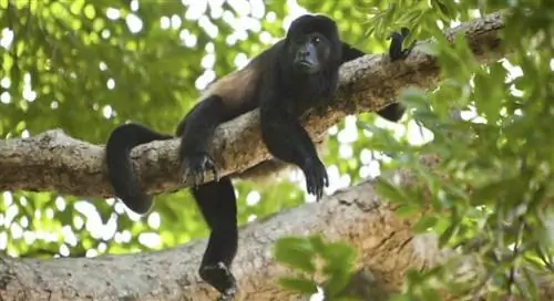 Из номеров отеля Aqua можно наблюдать за обезьянами и многими другими дикими животными.