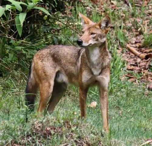 Койот в дикой природе.
