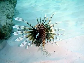 Крылатка - хищник-бич, который нанес большой ущерб многим океаническим средам по всему миру. Фото Маркуса Йоханссона.