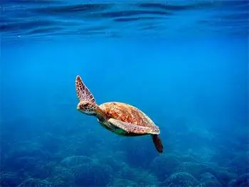 Морские черепахи плавают в Утиле.