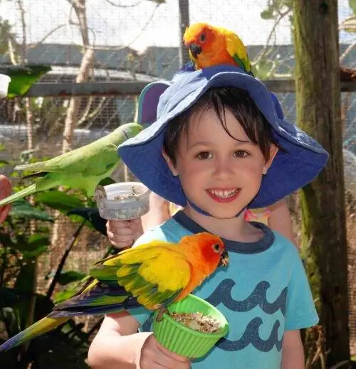 Парротвилль Сент-Мартин Таб Хаузер