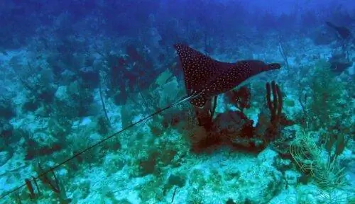 Игл Рэй Ангилья