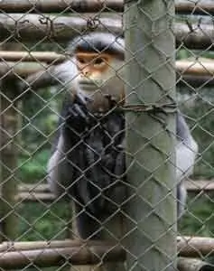 Длиннохвостая лангурская обезьяна