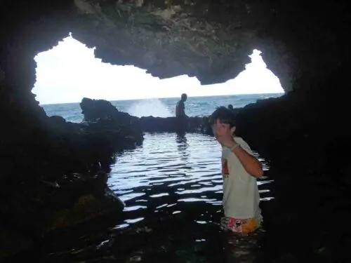 Животные Цветы Пещера Барбадос