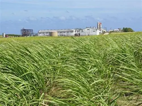 Барбадосский ликероводочный завод Mt Gay