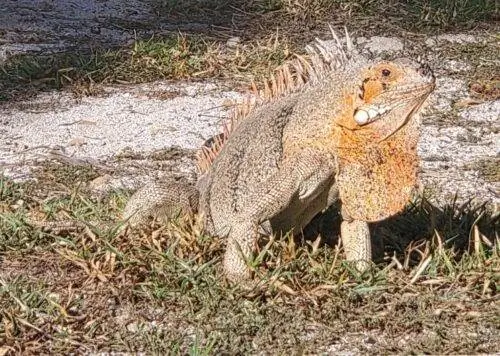 Пальмовая игуана