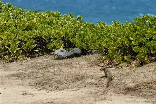 Мангусты - лишь один из многих примеров инвазивных видов на Гавайях. Мангусты - дневные падальщики, которых часто можно увидеть снующими по тропам на мысе Каэна, прежде чем погрузиться в заросли.