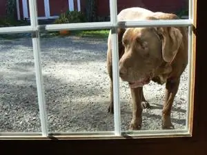 Скуби, талисман, который никогда не снимает свой мех.