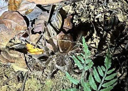 Тарантул во время нашей ночной прогулки