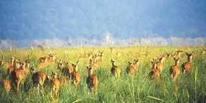 Читальное стадо - фото предоставлено Corbett Park