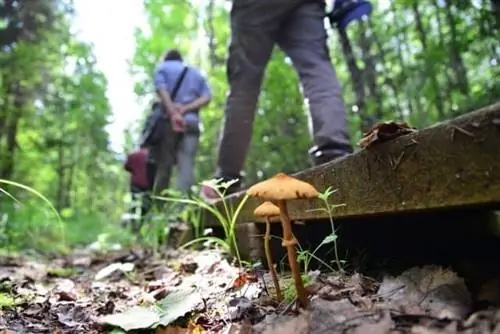 Посетите Эстонию во время выходных Soomaa Wild Berries и Mushroom Weekends в сентябре, чтобы отправиться в поход с гидом и экспертами по грибам. Принесите корзину, чтобы собрать урожай!