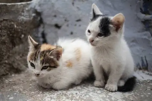 Котята