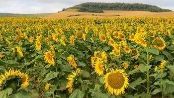 Подсолнухи вдоль 500-мильного паломнического маршрута в Испании. Фотографии Дэвида Рича.