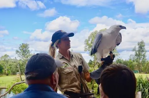 Детям очень понравились полеты хищников в заповеднике Lone Pine Koala Sanctuary.