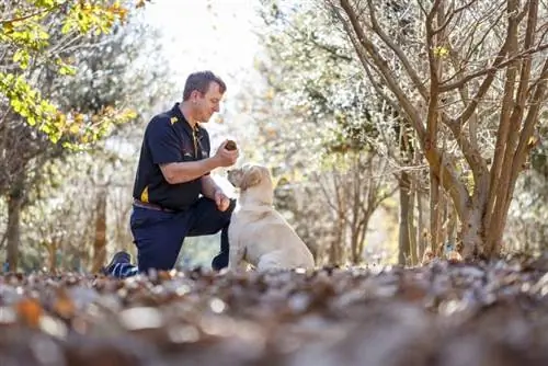Охота за трюфелями в Австралии