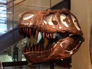 Череп тираннозавра рекса.