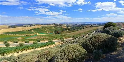 Виноград для спиртных напитков на винокурнях Paso Robles в Калифорнии. Фотографии - Мэри Шарлебуа