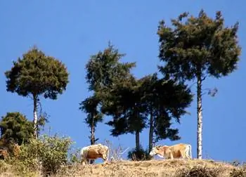 Коровы на пути к храму Тракота