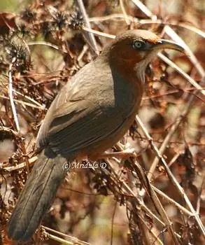 Ржавощёкий ятаган-болтун