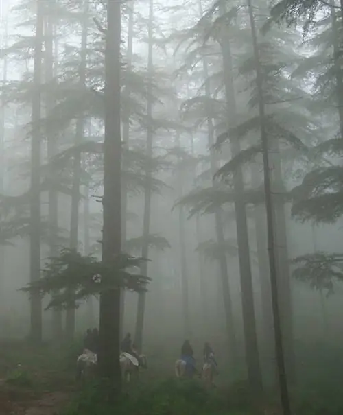 Всадники в тумане в Нальдехре, деревне в штате Химачал-Прадеш, Индия.