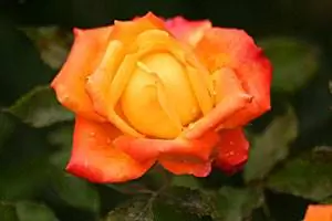 Роза в саду